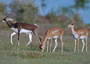 Antelopes